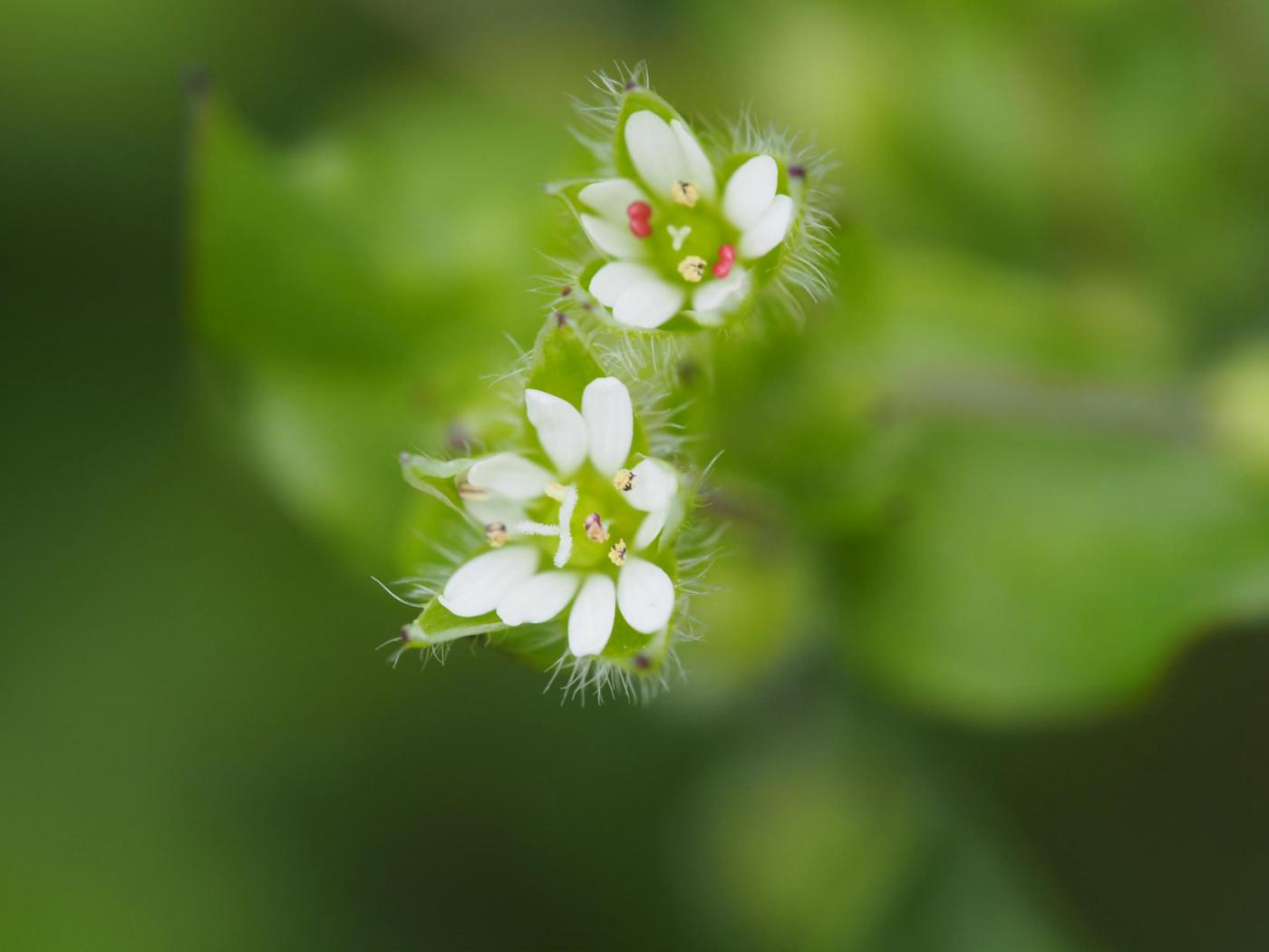 Mouse-ear, Little flower